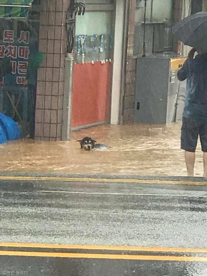 노트펫
