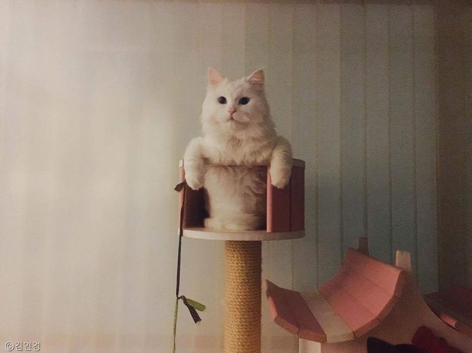 노트펫