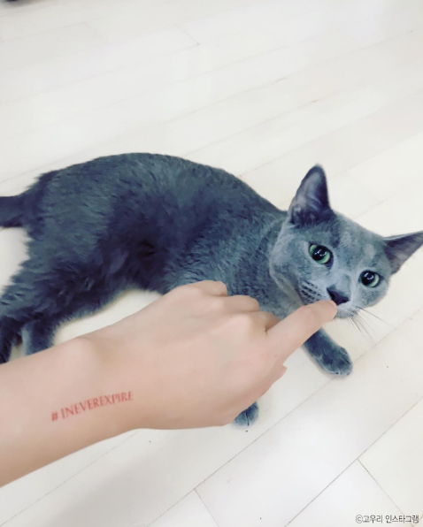 노트펫