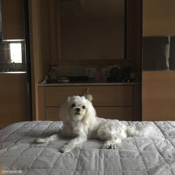 노트펫