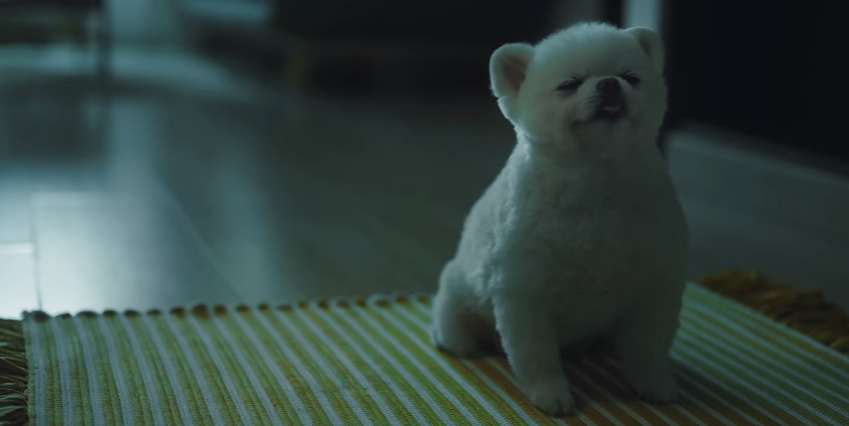 노트펫