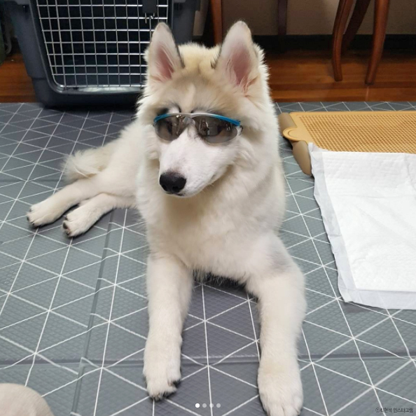 노트펫