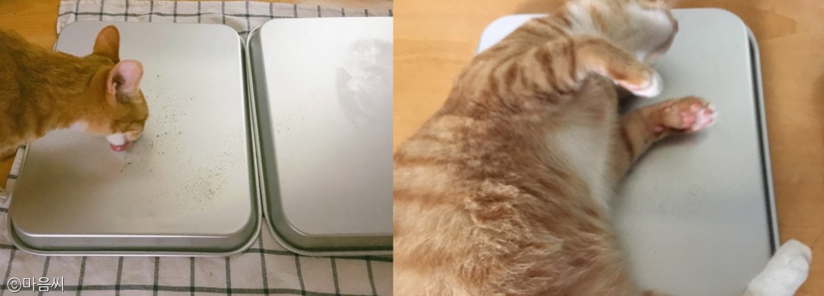 노트펫