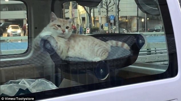 노트펫