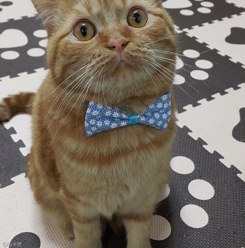 노트펫