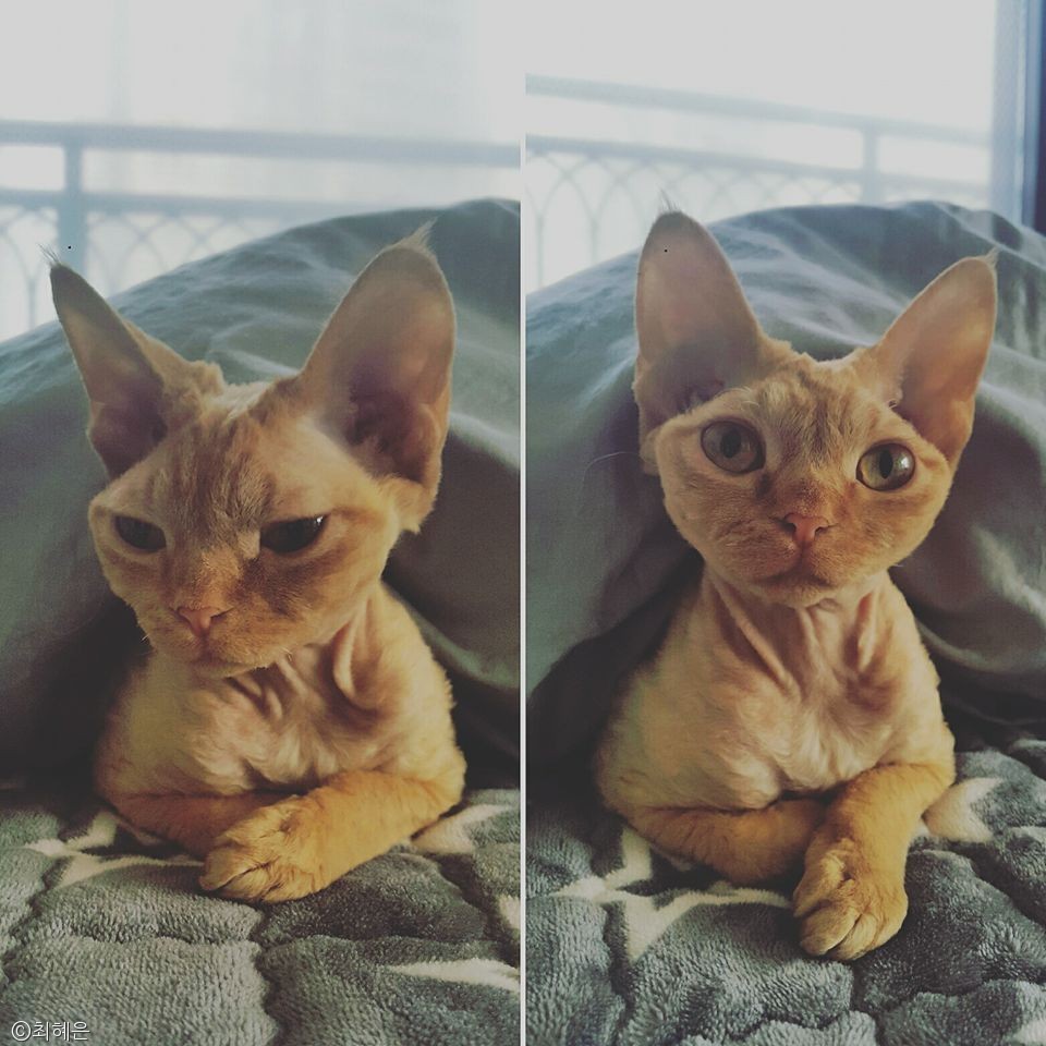 노트펫