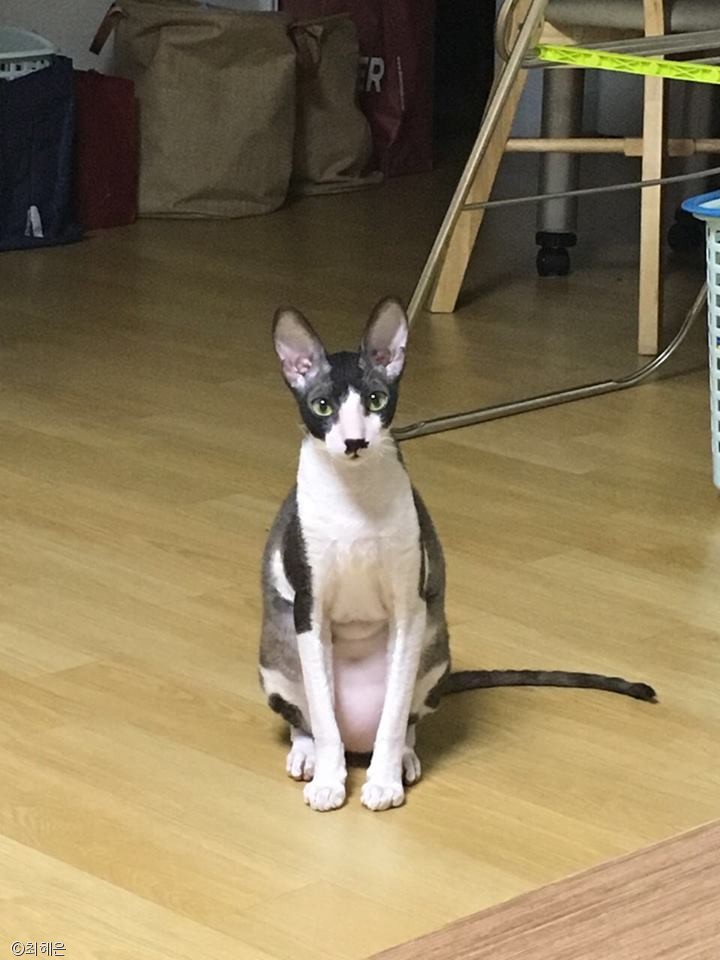노트펫
