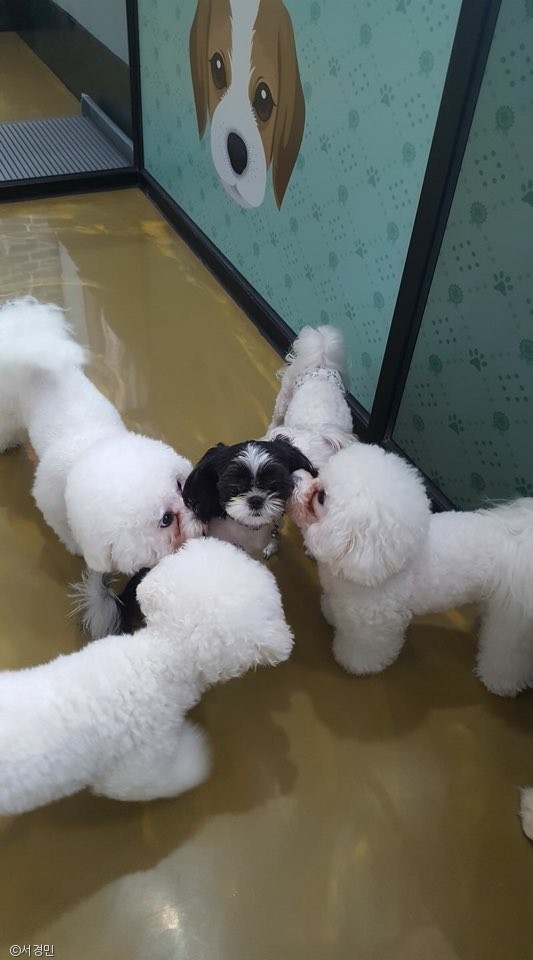 노트펫