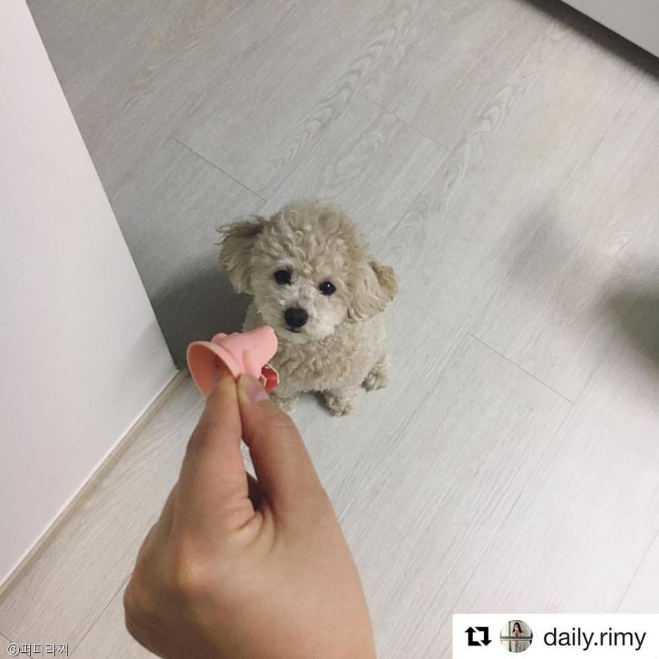 노트펫