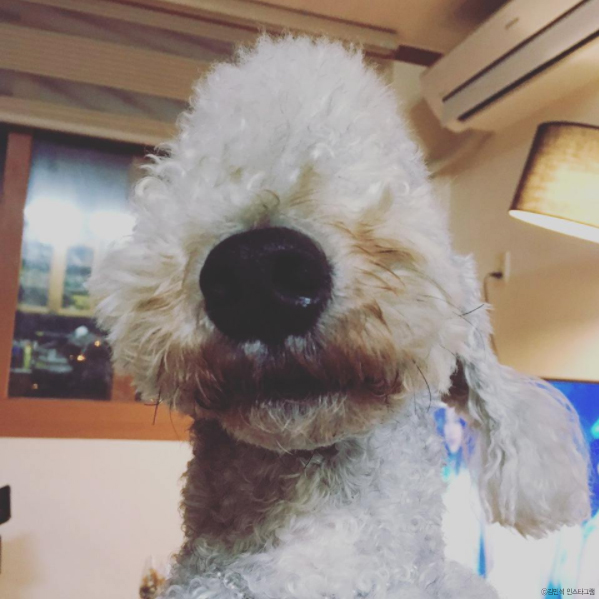 노트펫