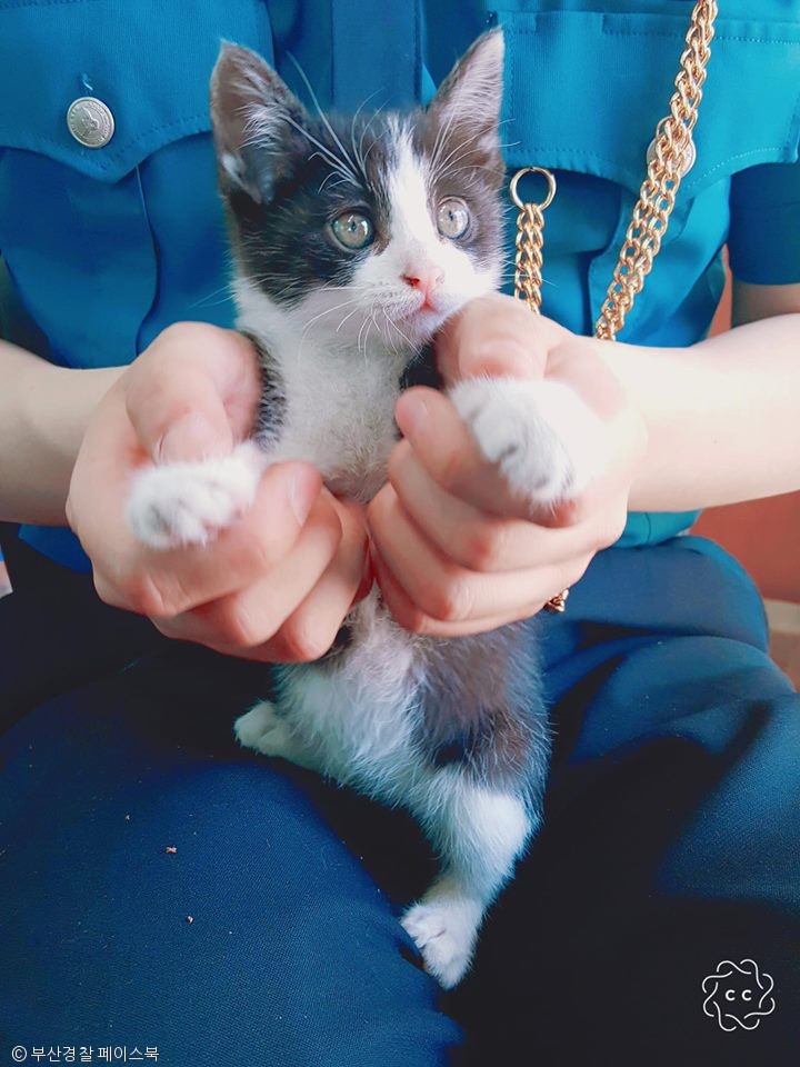 노트펫