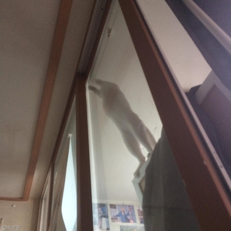 노트펫