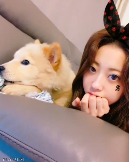 노트펫