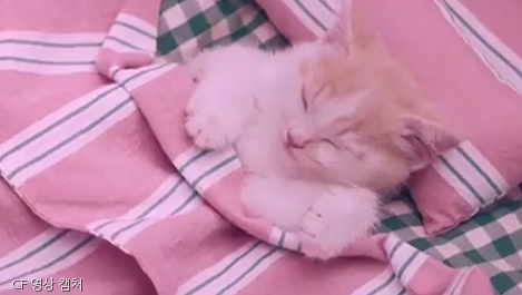 노트펫