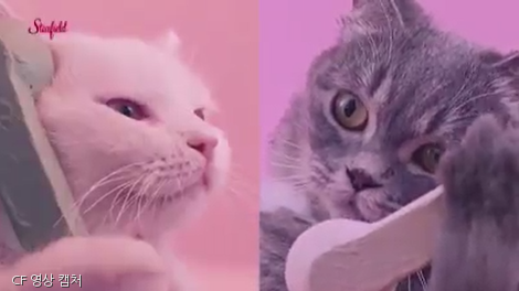 노트펫