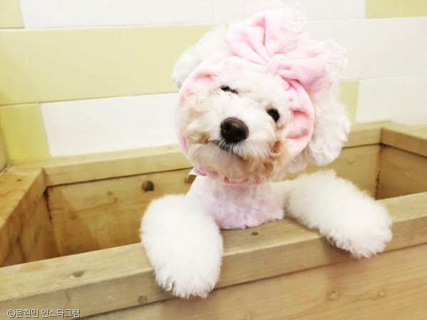 노트펫