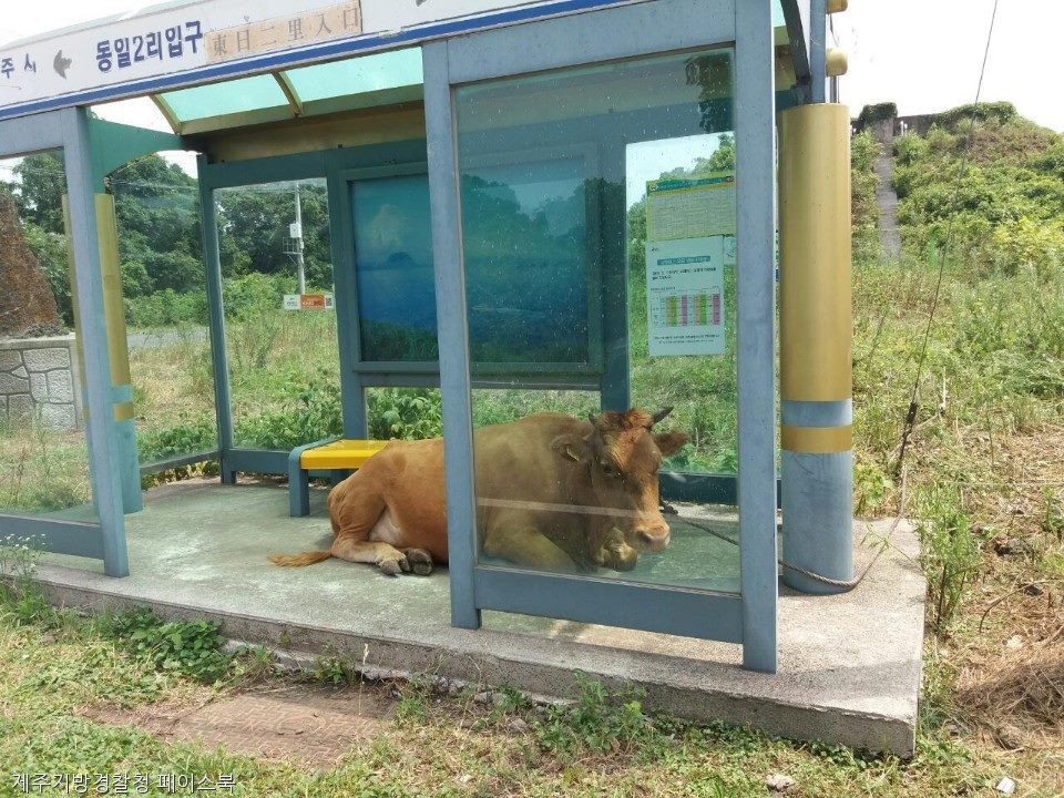 노트펫