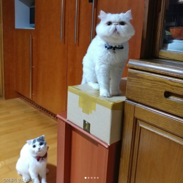 노트펫