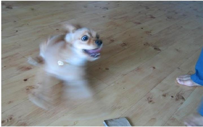 노트펫