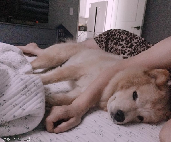 노트펫