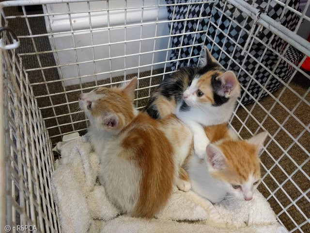 노트펫