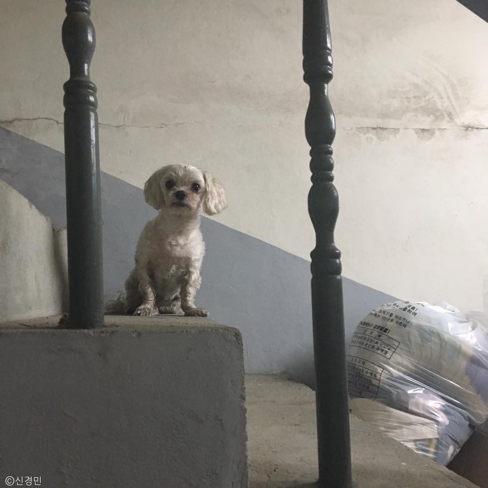 노트펫