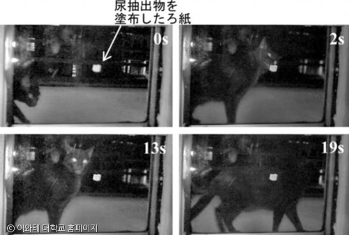 노트펫