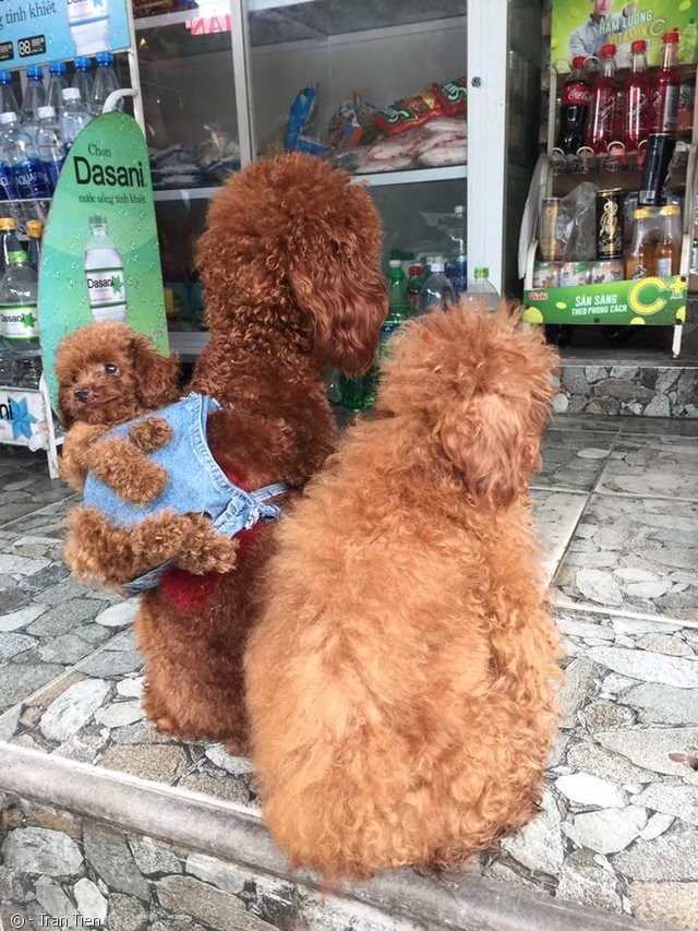 노트펫