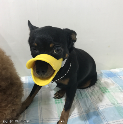 노트펫