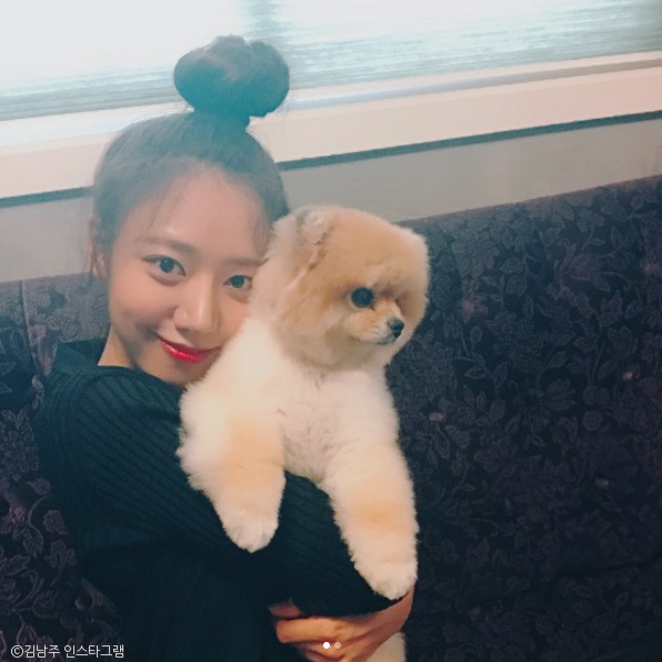 노트펫