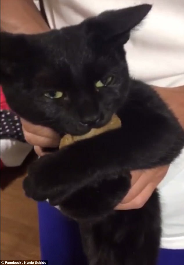 노트펫