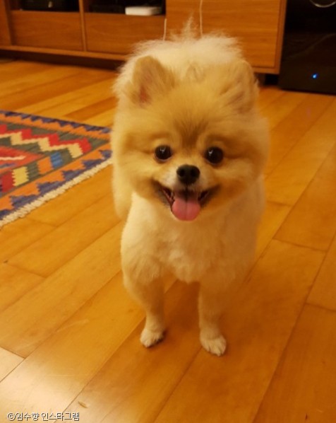 노트펫