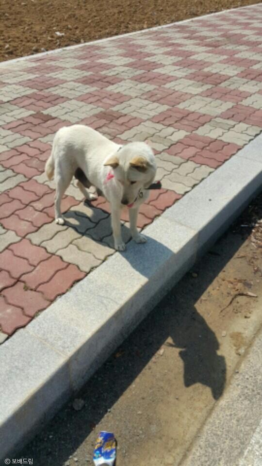 노트펫