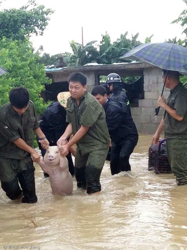 노트펫