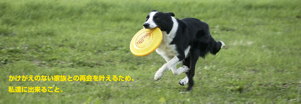노트펫