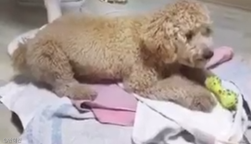 노트펫