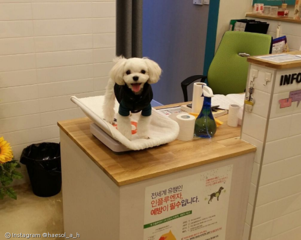 노트펫