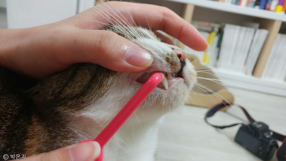 노트펫