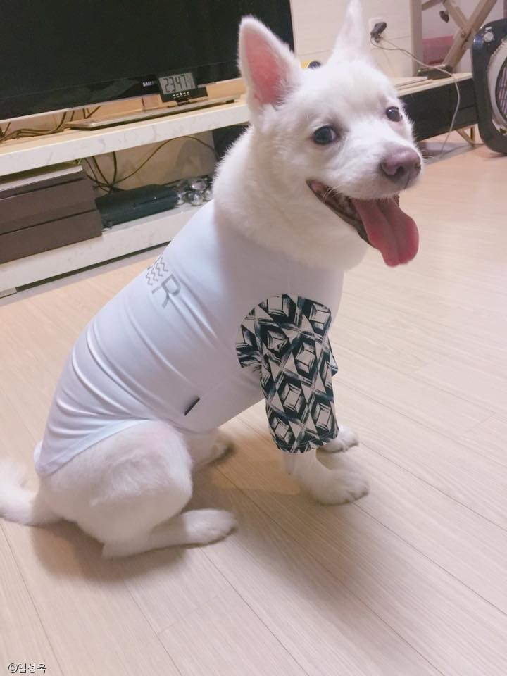 노트펫