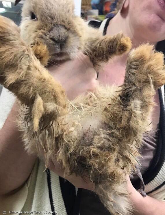노트펫