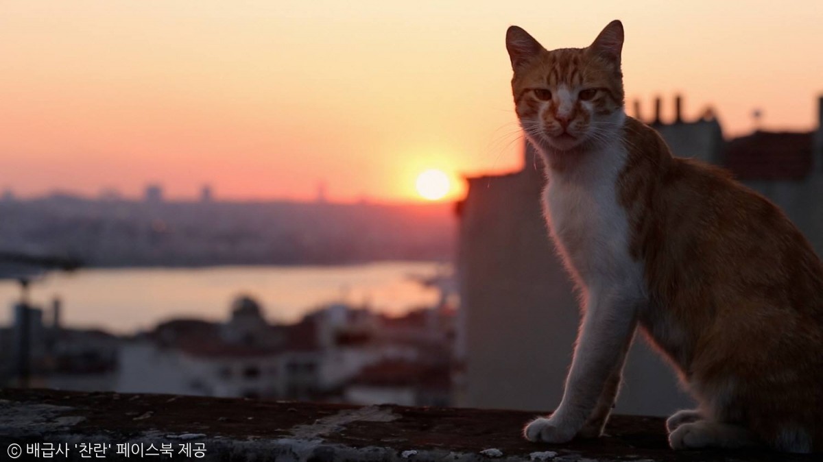 노트펫