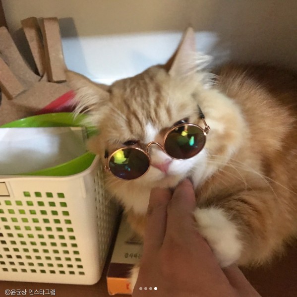 노트펫