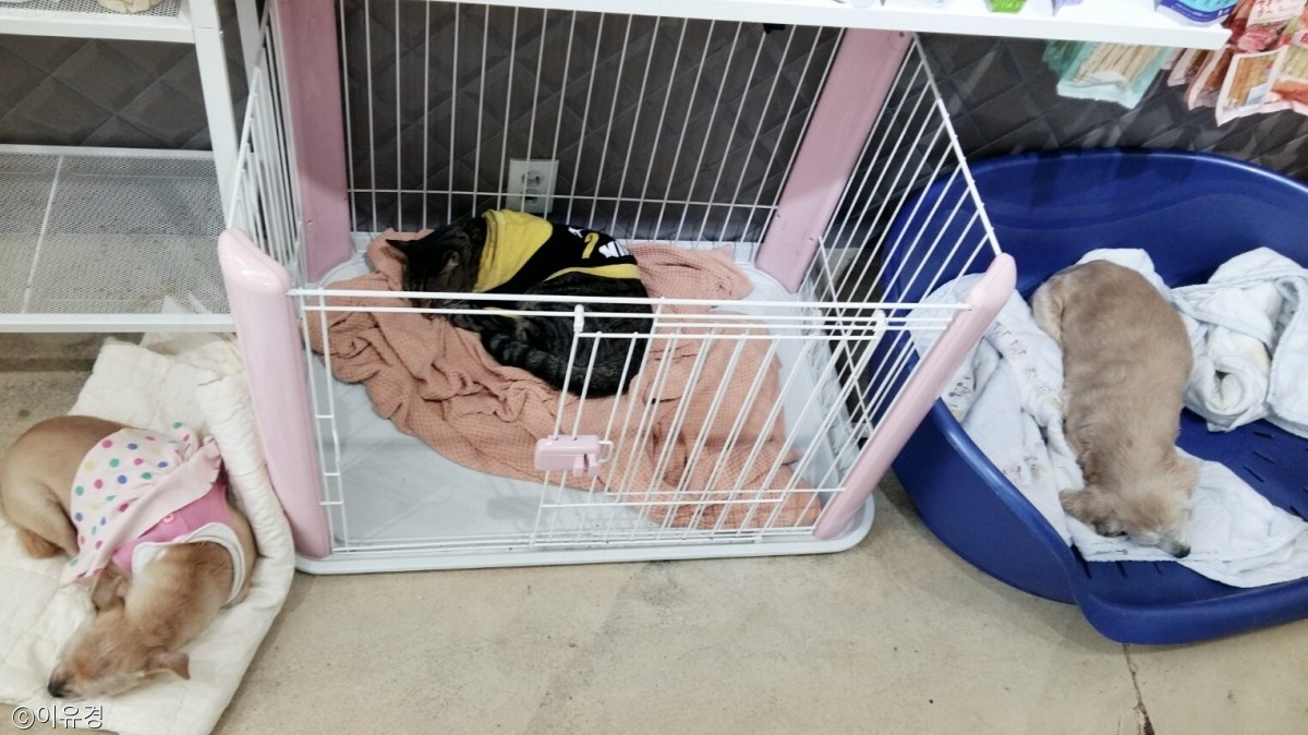 노트펫