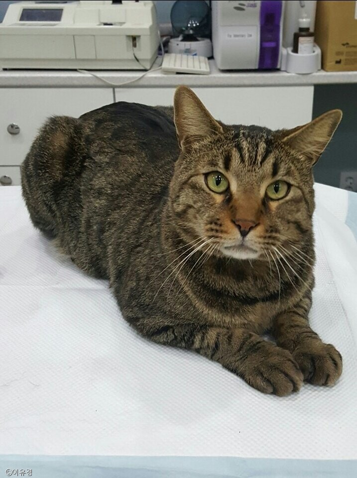 노트펫