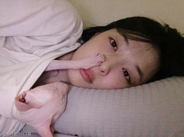노트펫