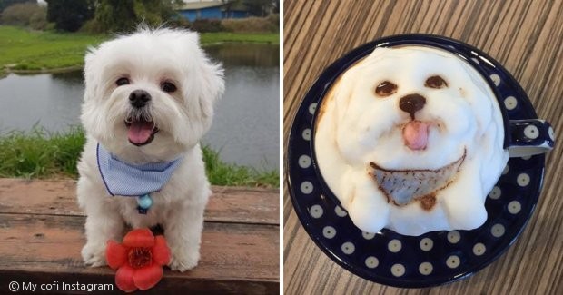 노트펫