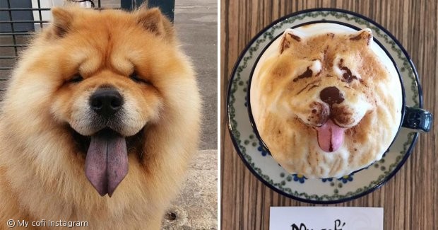 노트펫
