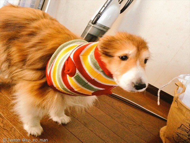 노트펫