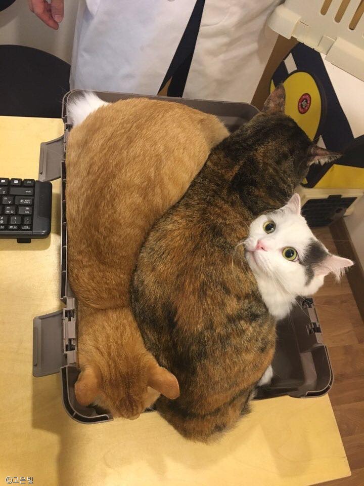 노트펫