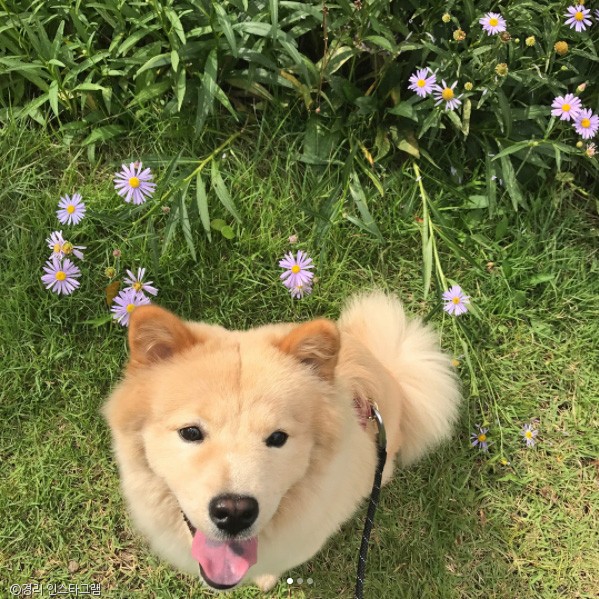 노트펫